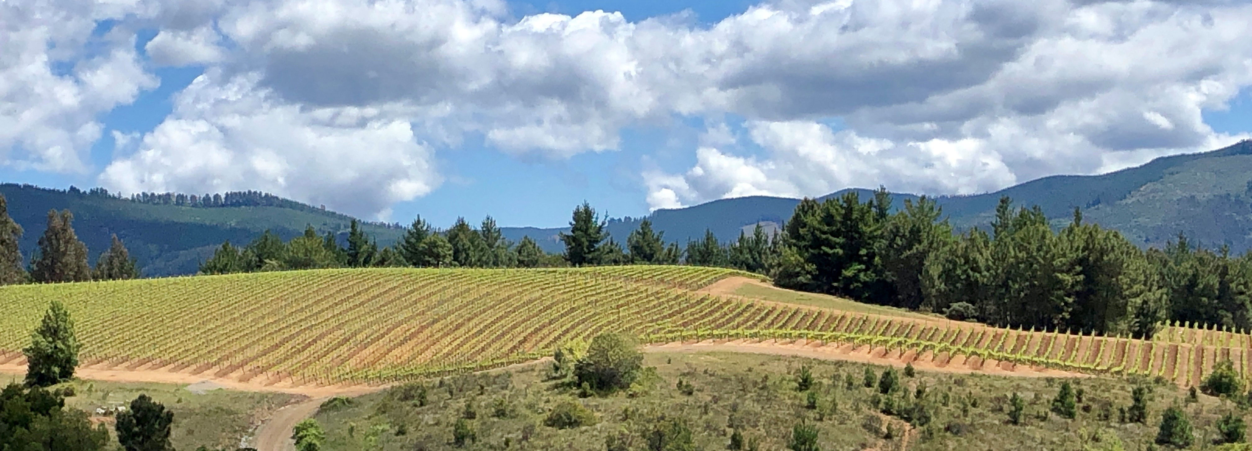 DAKÉL Vineyard